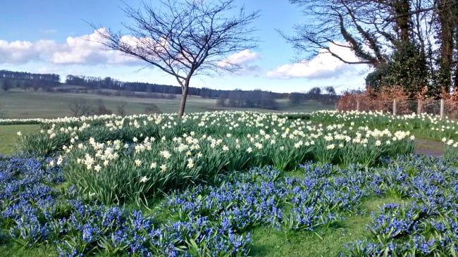 Bluebells outside Alnwick Castle