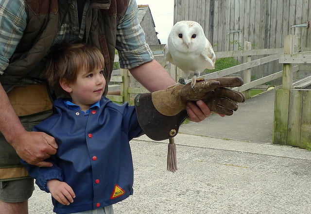 The Screech Owl Sanctuary