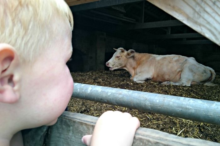 Toddlers will love meeting the animals at the 1940's farm.