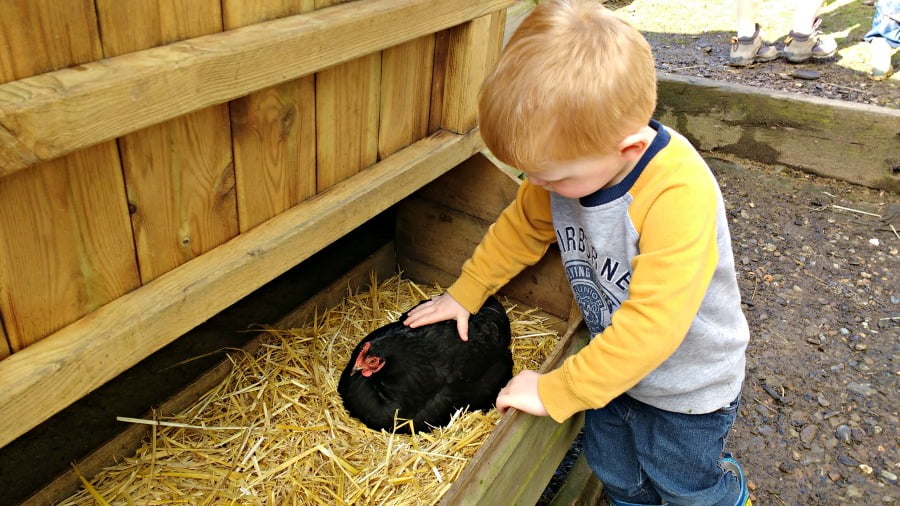 Collecting the eggs at Clydey Cottages in Pembrokeshire