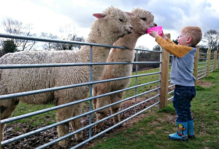 Feeding the alpacas at Clydey Cottages in Pembrokeshire