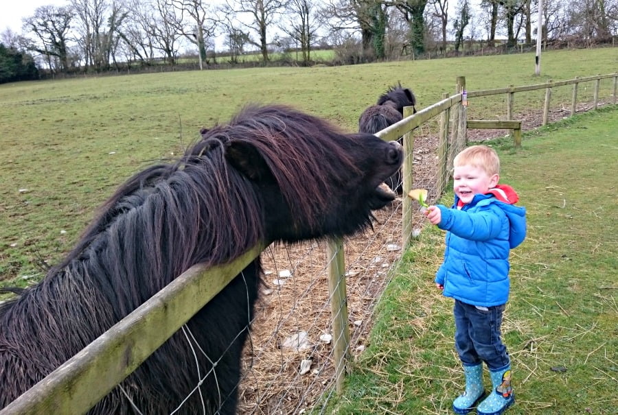 Daniel feeding a donkey at Clydey Cottages