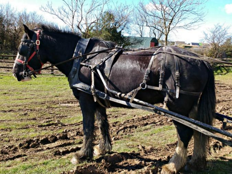 A Day Out At The Dyfed Shire Horse Farm In Pembrokeshire