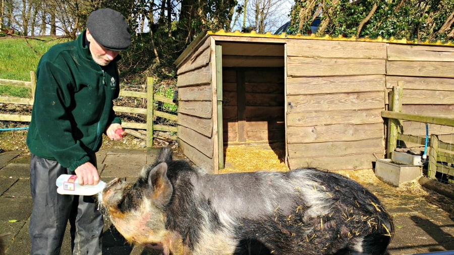 Feeding the pigs at Clydey Cottages in Pembrokeshire