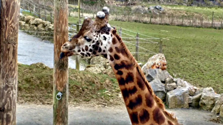 A Giraffe at Folly Farm