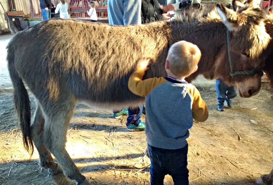 Grooming the donkeys at Dyfed Shire Horse Farm