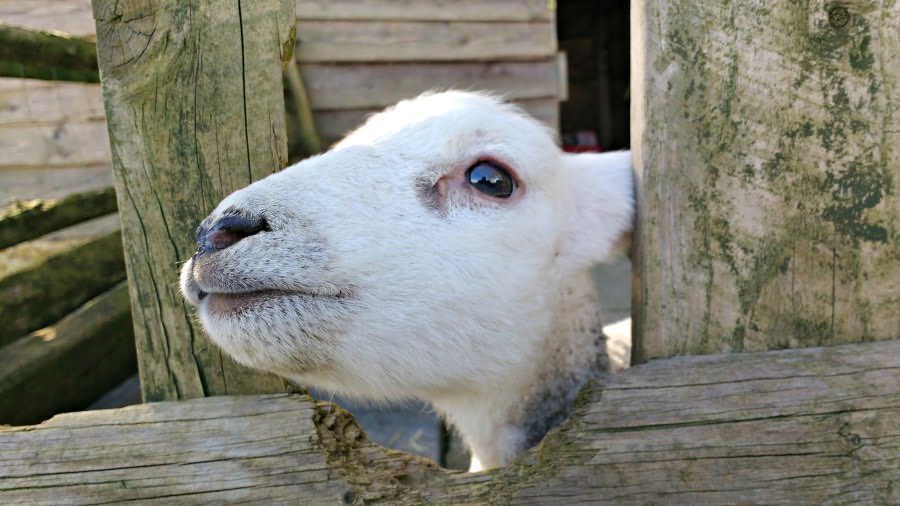 Feeding a lamb at Clydey Cottages in Pembrokeshire