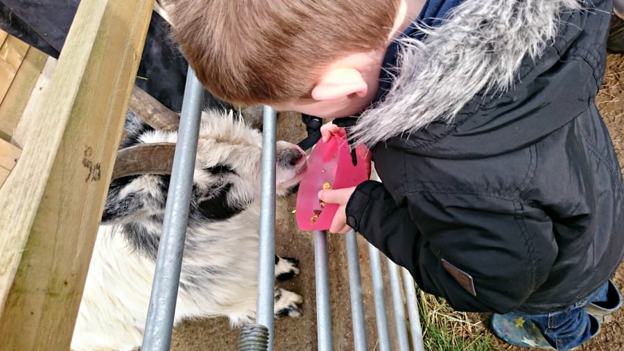 Feeding the goats at Clydey Cottages in Pembrokeshire