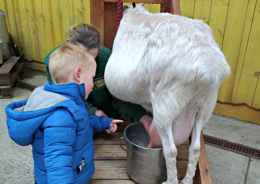 Milking a goat at Folly Farm