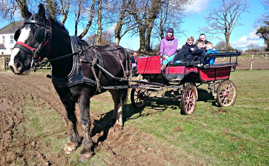 On a horse and cart at Dyfed Shire Horse Farm