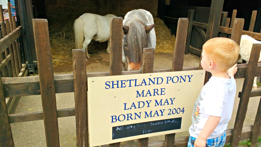 Chatsworth Farmyard