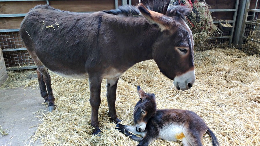 Donkeys at Chatsworth Farmyard