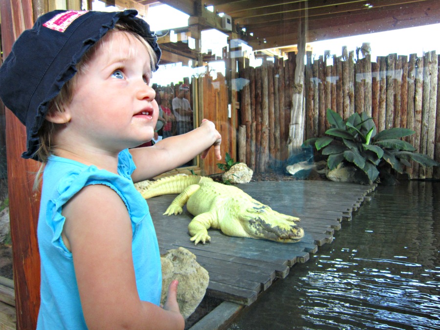 Gatorland in Orlando