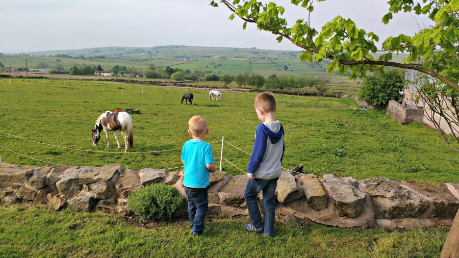 The horses at Upper Greenhills Farm