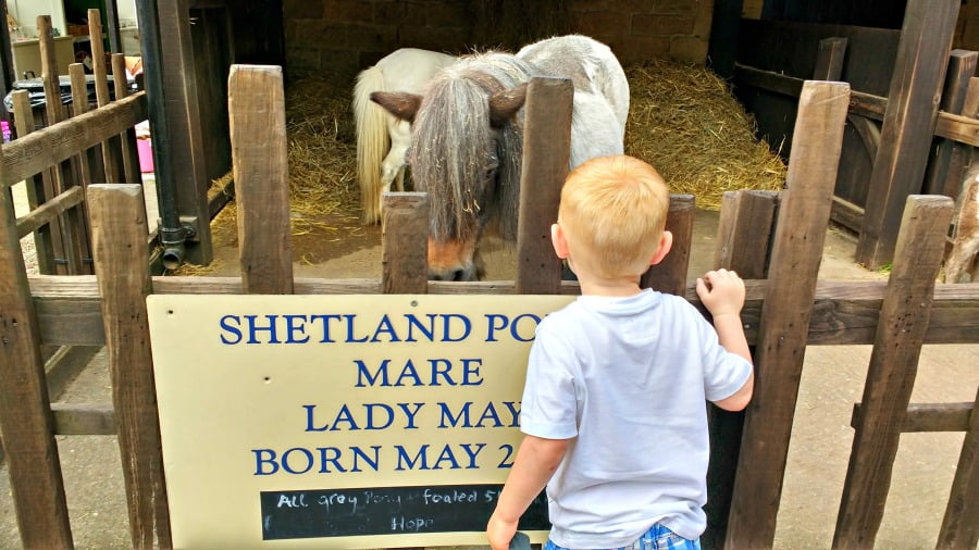 Shetland Ponies at Chatsworth Farmyard