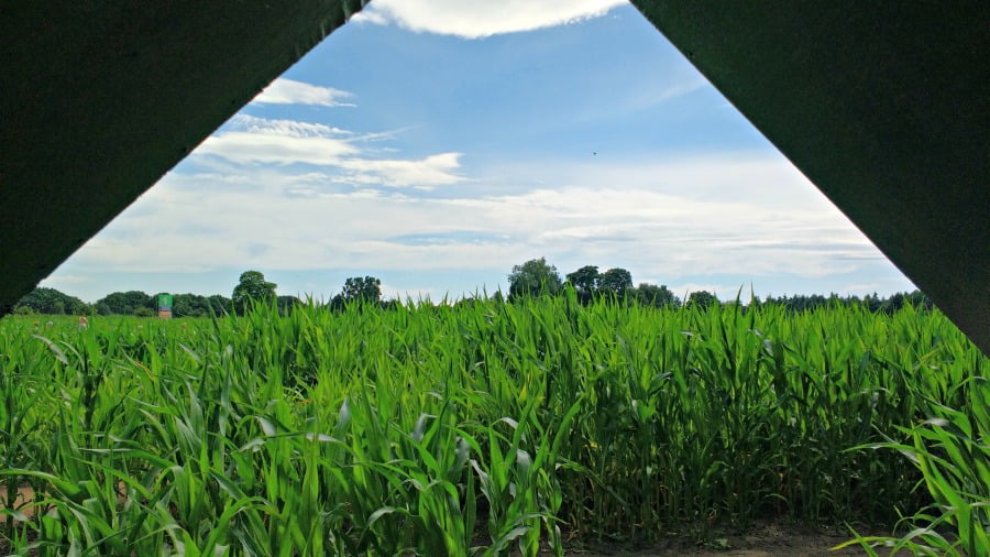 The Maze at York Maze