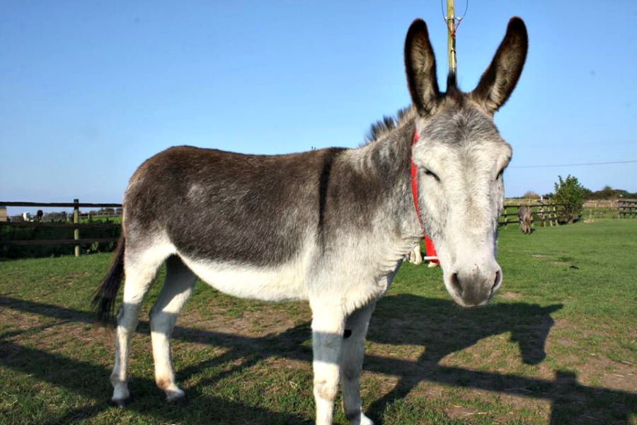 The Isle of Wight Donkey Sanctuary