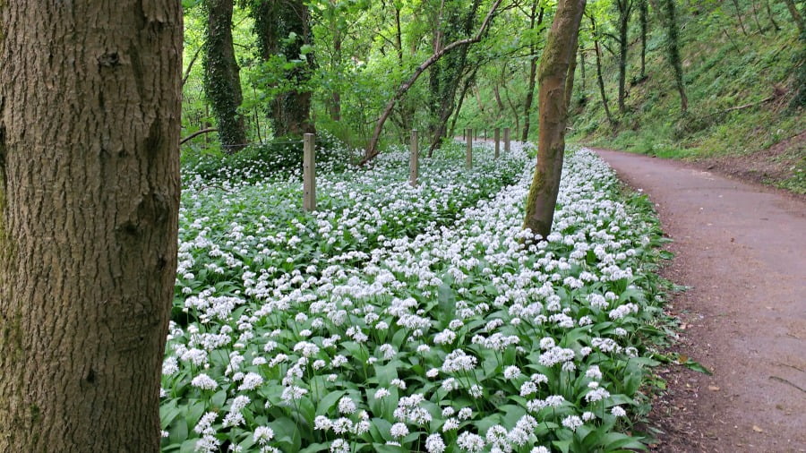 The Tissington Trail