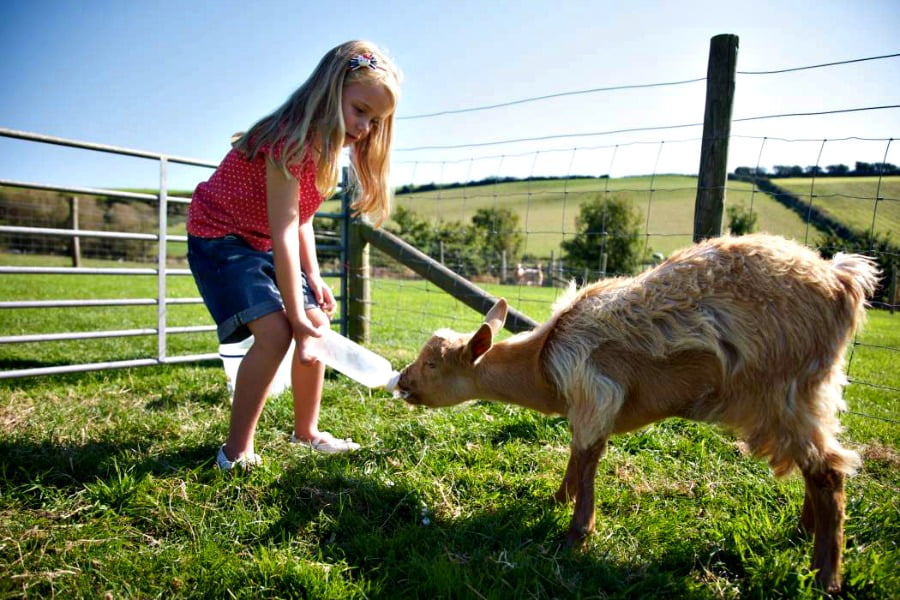 Nettlecombe Farm