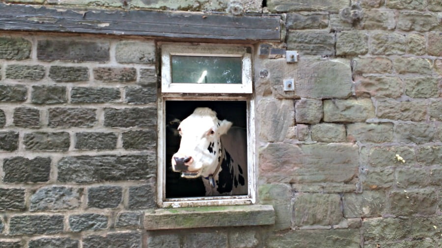 Cow In the Peak District