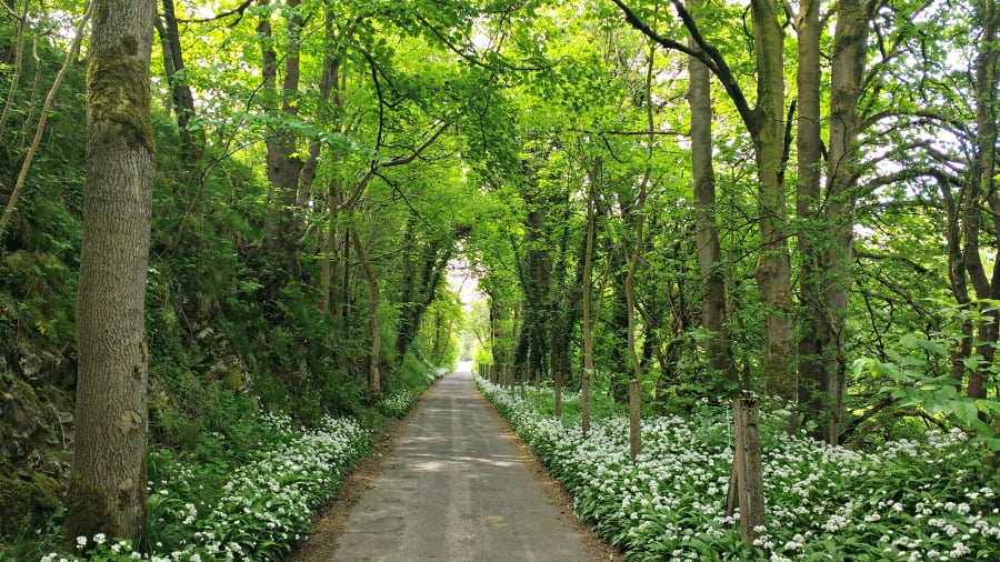 Wild garlic in the Peak District