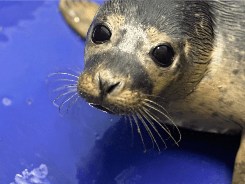 things to do in cornwall with toddlers