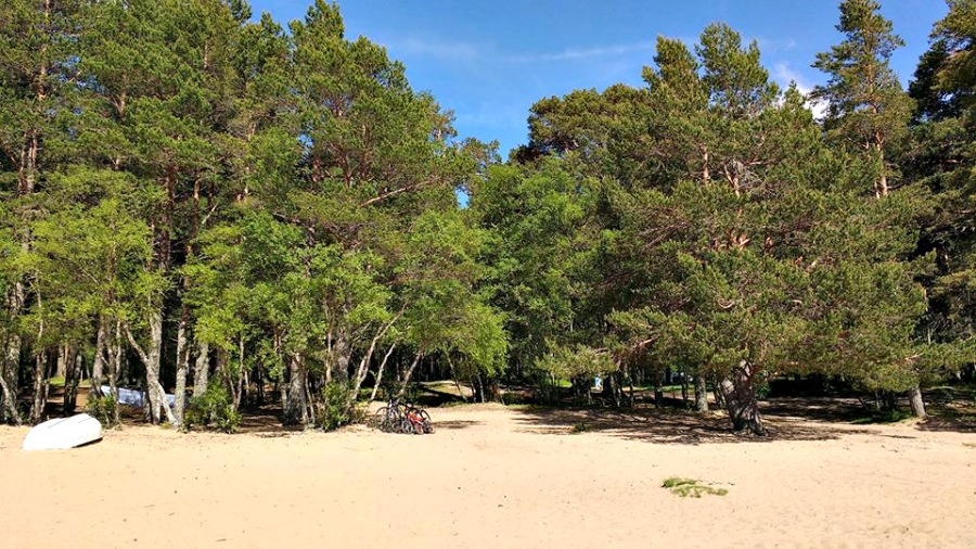 The beach at Loch Morlich