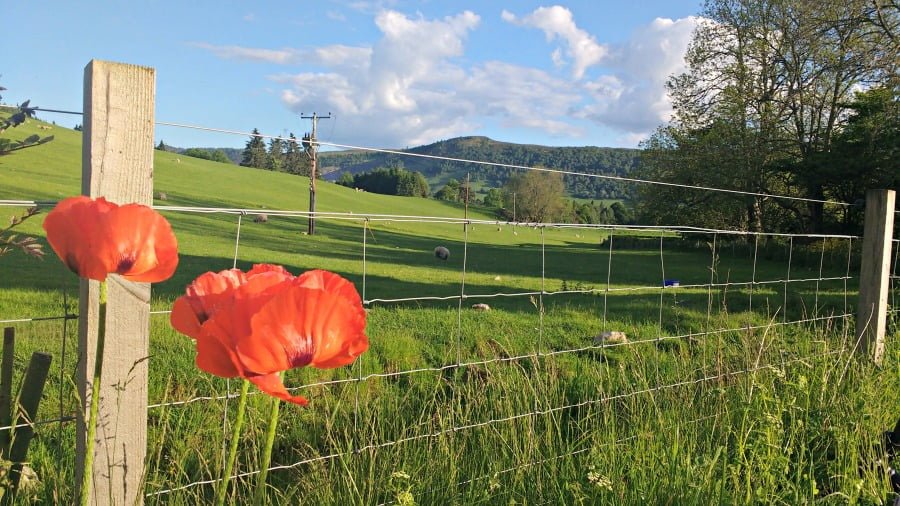 Poppies in Scotland