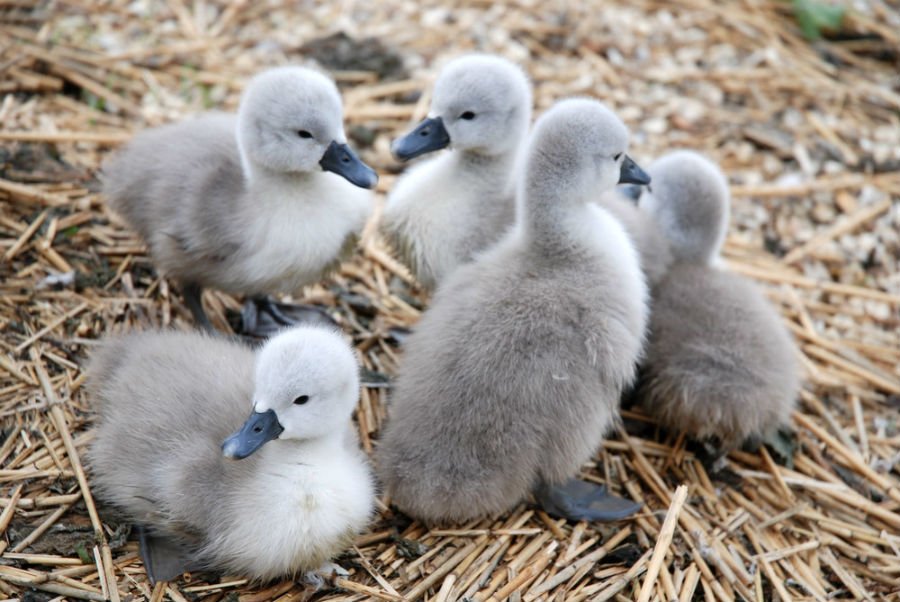 Abbotsbury Swannery 