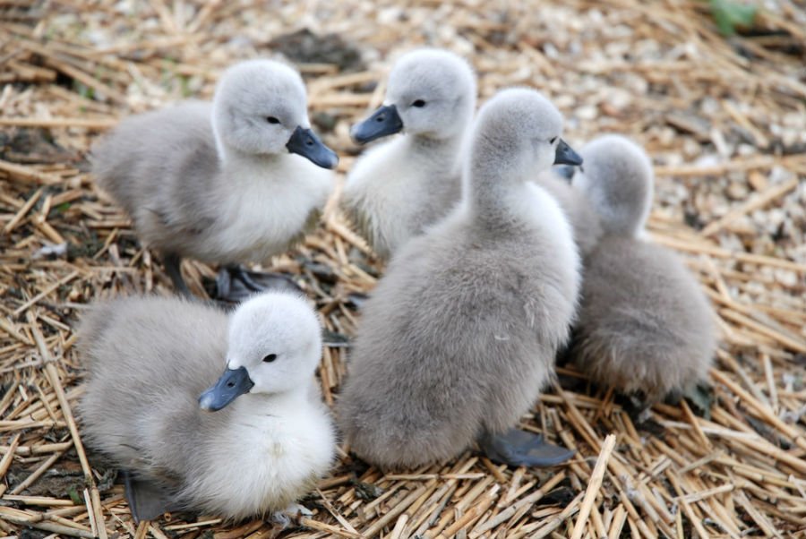 Abbotsbury Swannery 