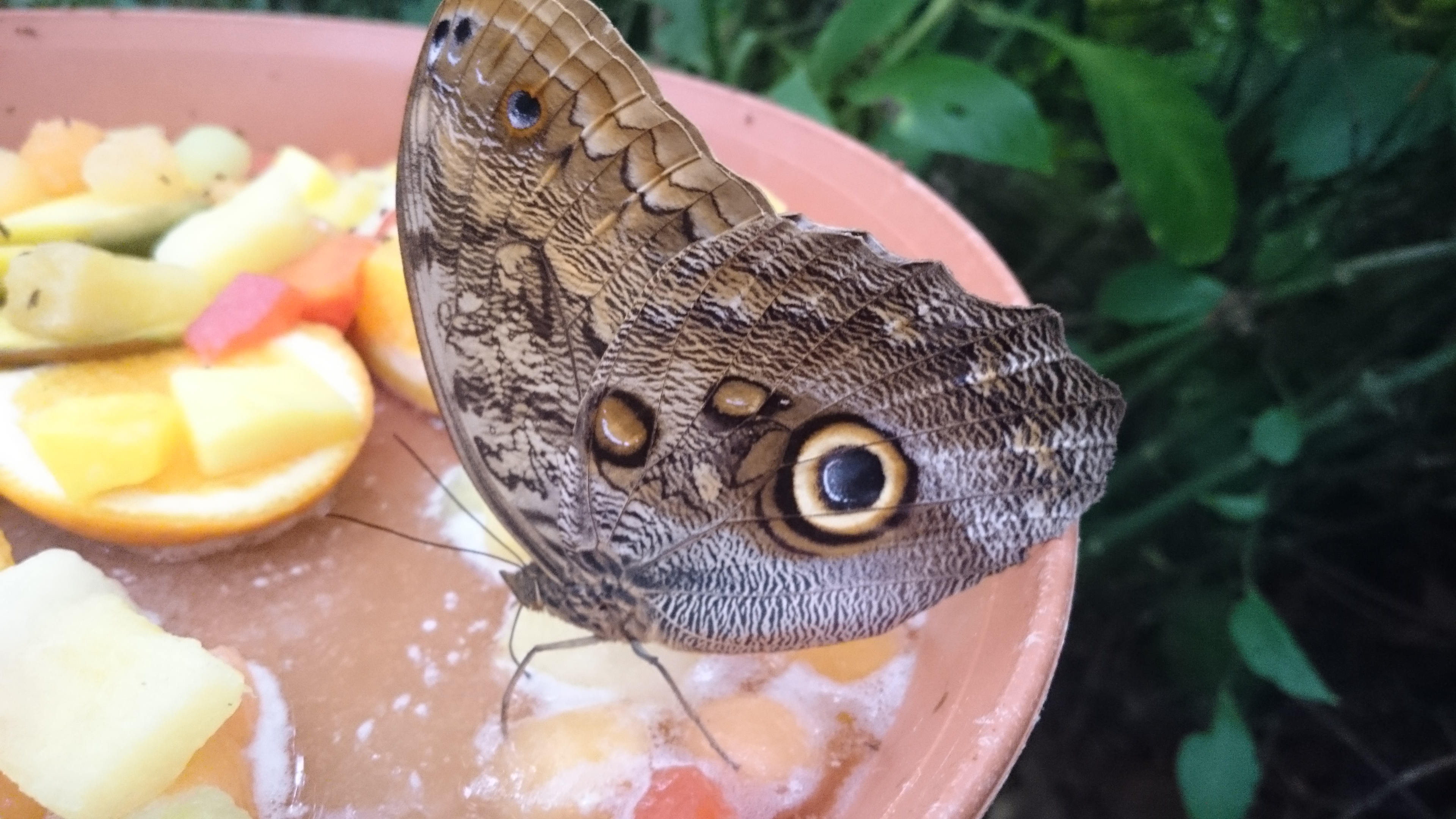 Butterflies at Rotterdam Zoo