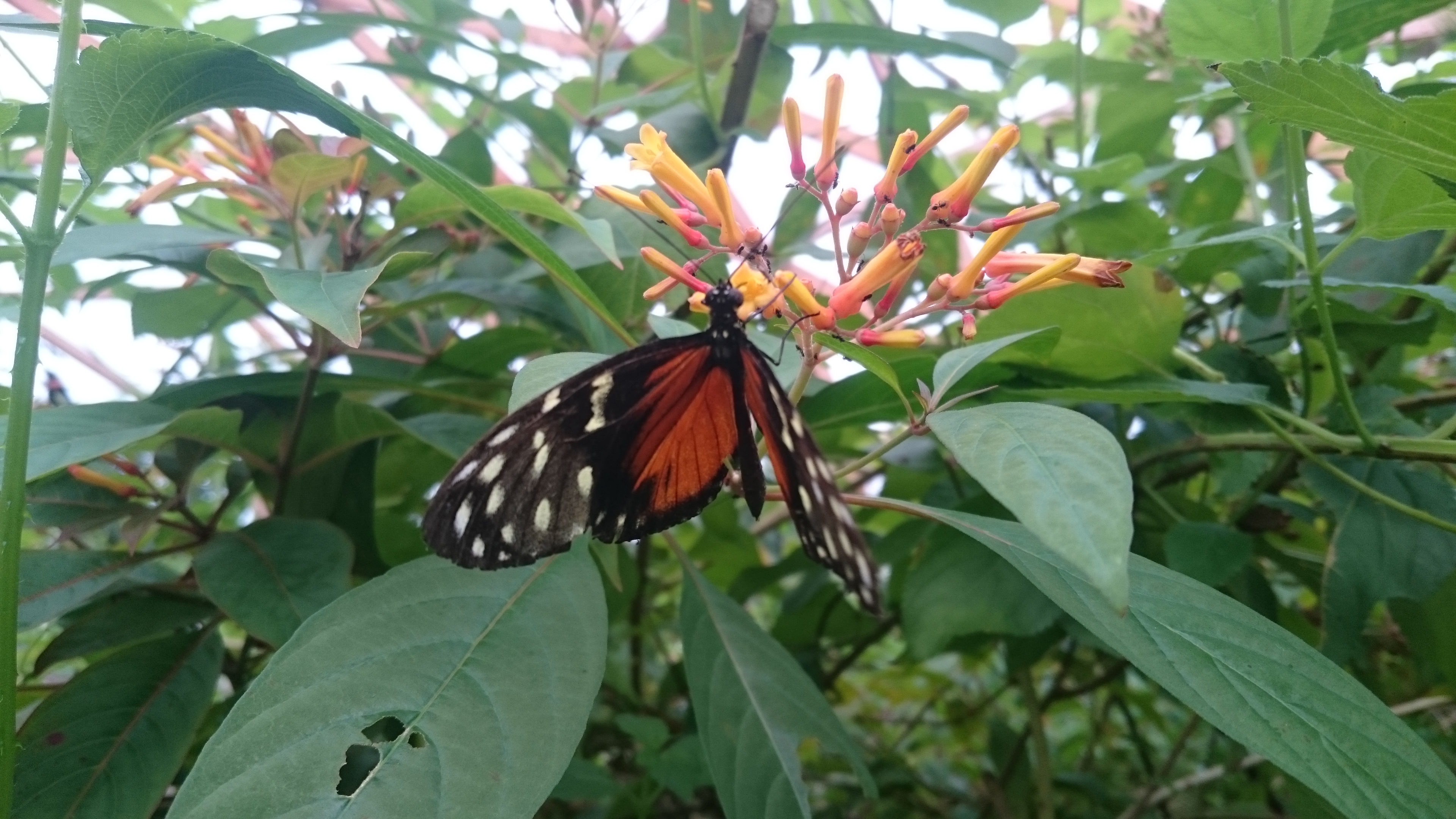 Butterflies at Rotterdam Zoo