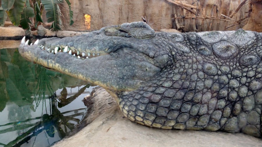 Crocodiles at Rotterdam Zoo