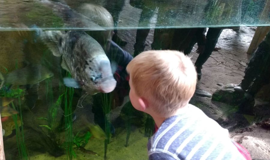 Fish at Rotterdam Zoo