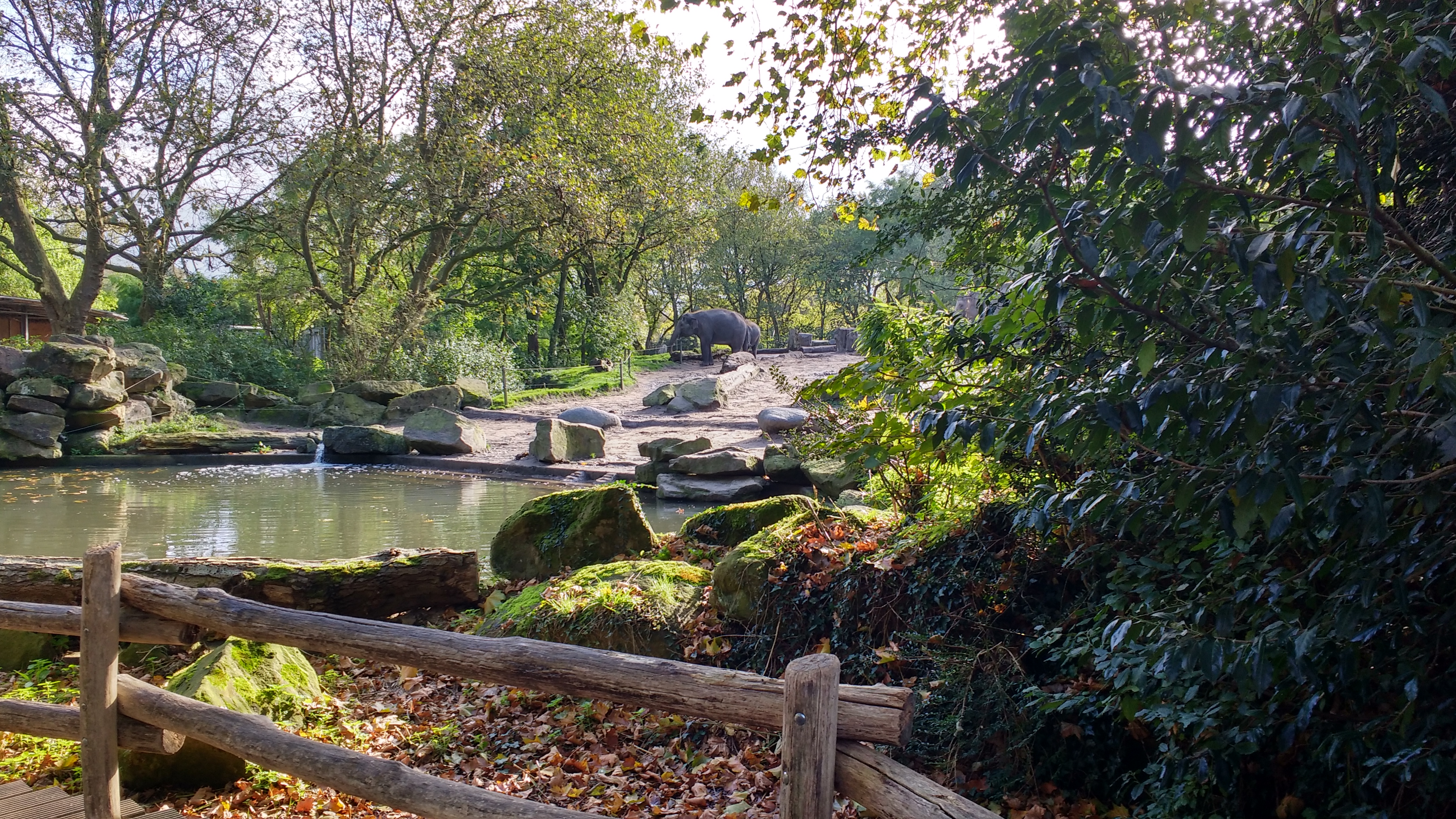 Elephants at Rotterdam Zoo