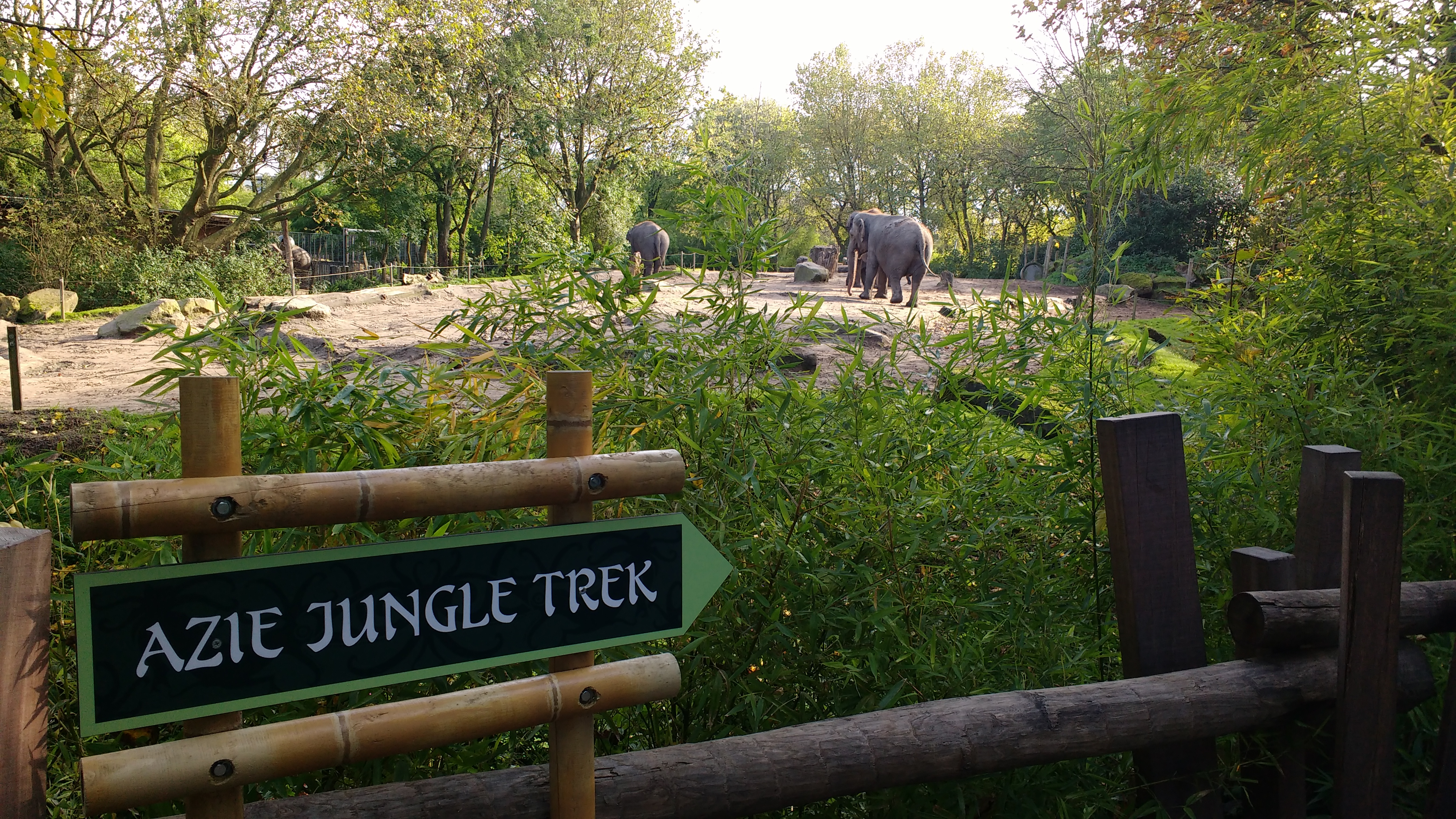 Elephants at Rotterdam Zoo