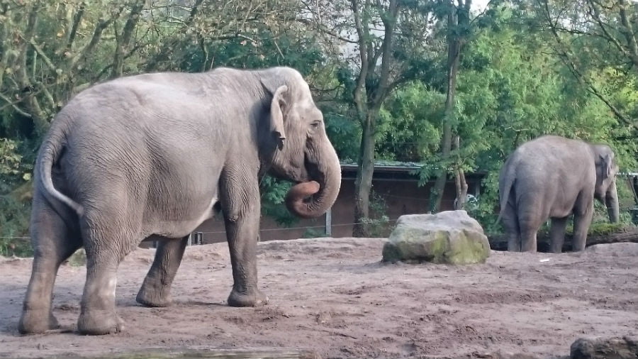 Elephant at Rotterdam Zoo