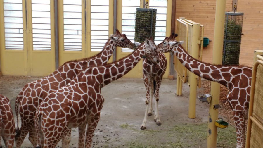 Giraffes at Rotterdam Zoo