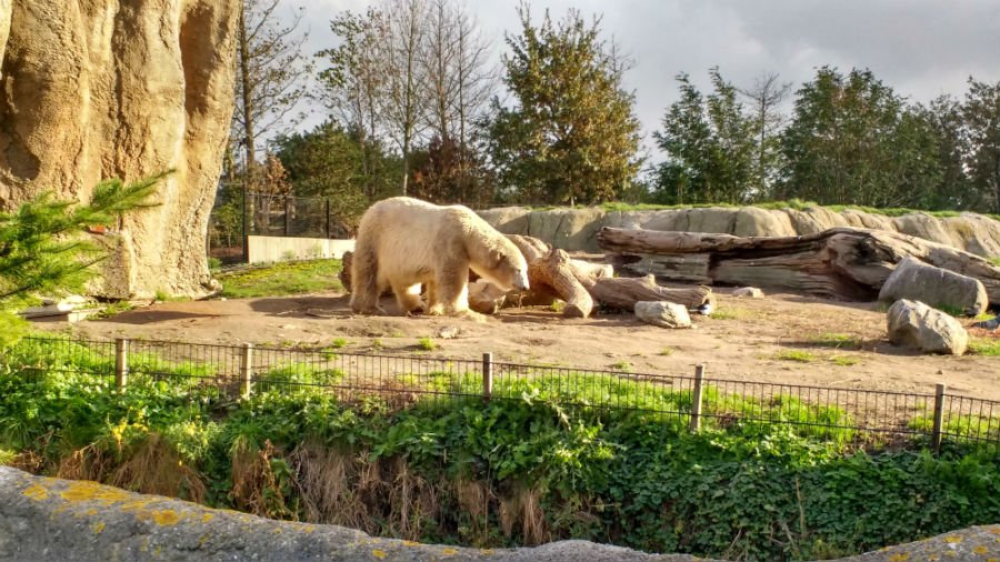 Polar Bears at Rotterdam Zoo