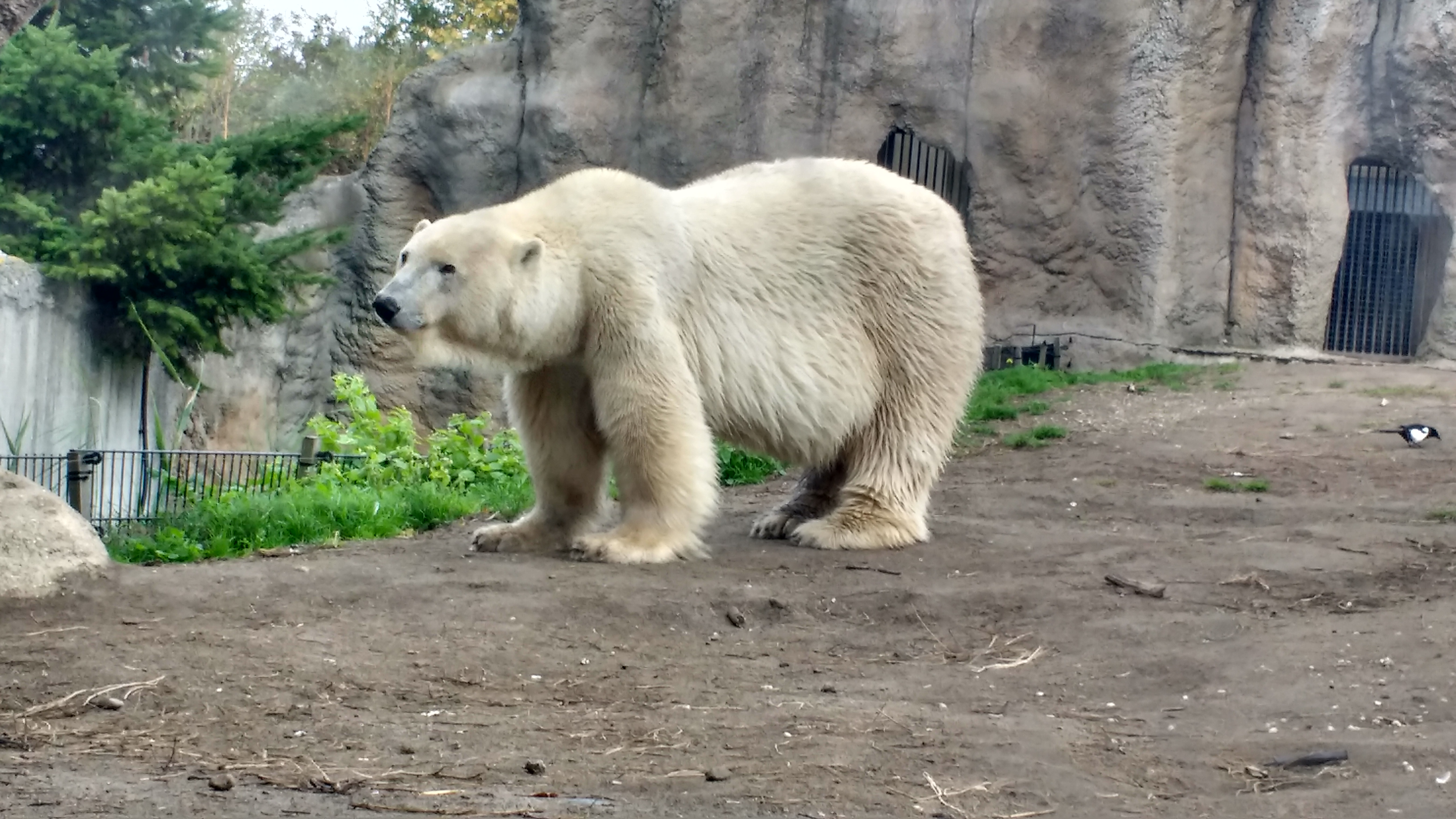 Polar Bears At Rotterdam Zoo