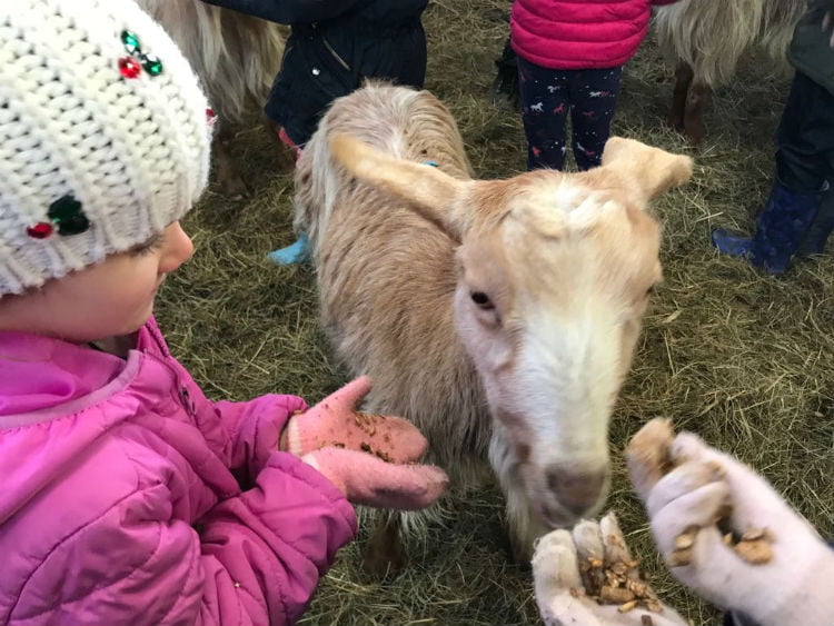 Animal feeding at Nettlecombe Farm