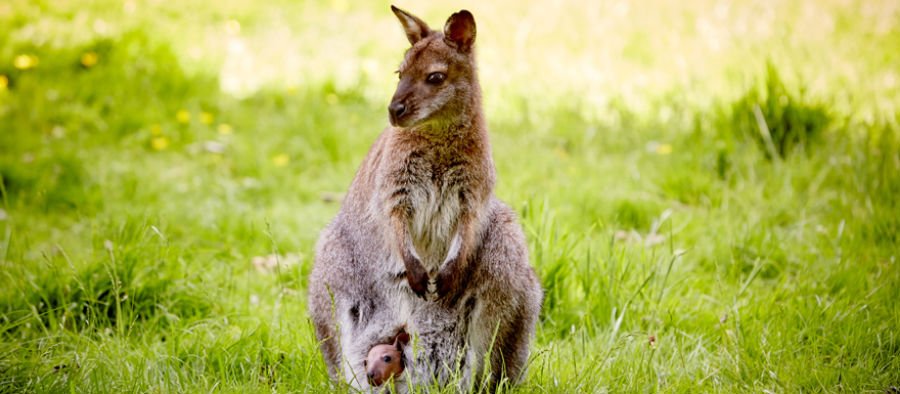 Askham Bryan Wildlife and Conservation Park