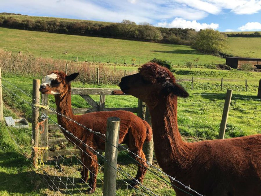 toddler friendly farm holiday