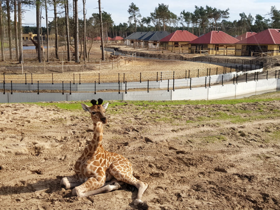 Baby giraffe