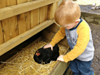 Farm Holidays For Toddlers
