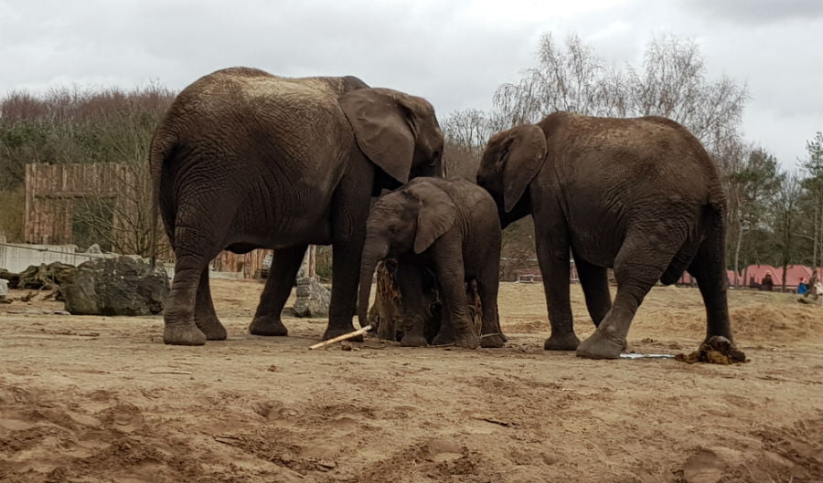 Elephants at Beekse Bergen Safari Park