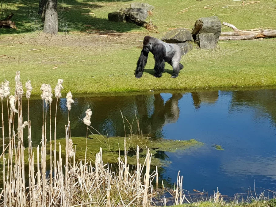 Gorillas at Beekse Bergen Safari Park