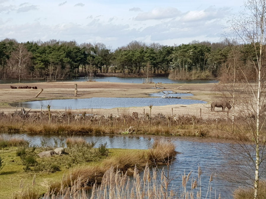 Hippos at Beekse Bergen Safari Park