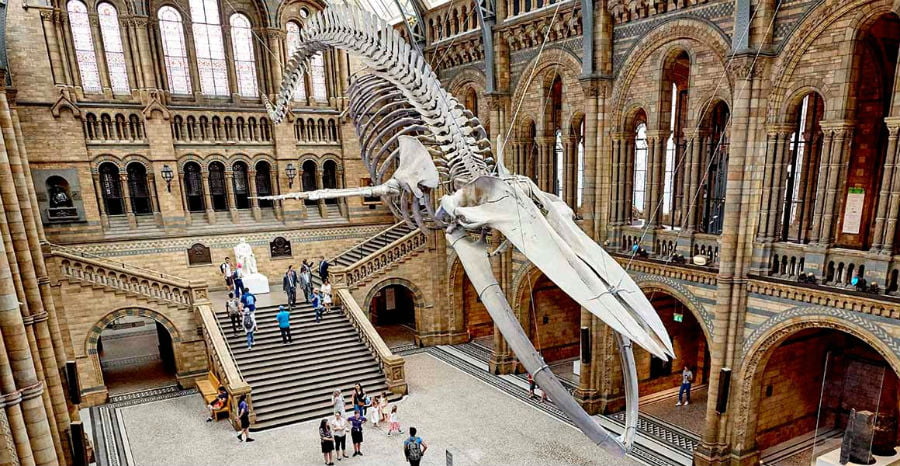 Natural History Museum - cheap things to do in London with a toddler