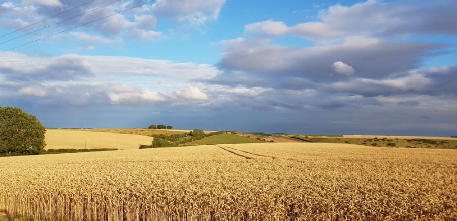 cornfields